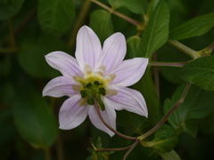 Dahlia imperialis
