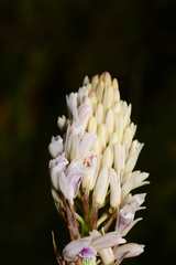 Eulophia barbata