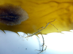 Caprella