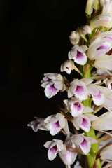 Eulophia barbata