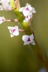 Eulophia barbata