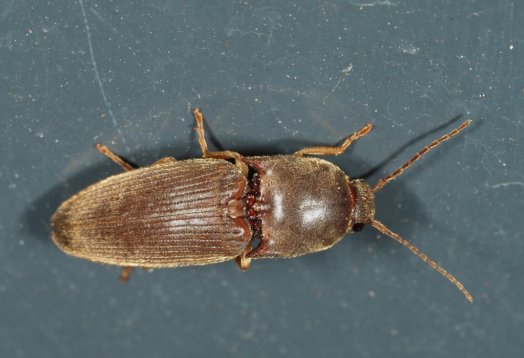 Conoderus from Royal Botanic Gardens Victoria, Melbourne VIC, Australia ...