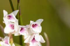 Eulophia barbata