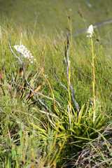 Eulophia barbata