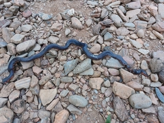 Cylindrophis melanotus