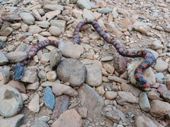 Cylindrophis melanotus