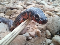 Cylindrophis melanotus