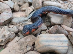 Cylindrophis melanotus