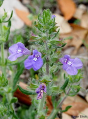 Salvia texana