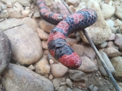 Cylindrophis melanotus