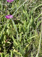 Carpobrotus glaucescens