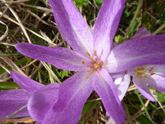 Colchicum bivonae