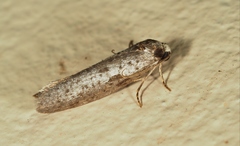 Lepidoscia protorna