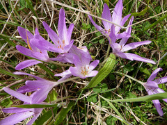 Colchicum bivonae