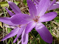 Colchicum bivonae