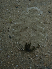 Pseudorhombus jenynsii