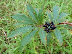 Cyphostemma princeae