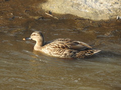 Anas platyrhynchos × zonorhyncha