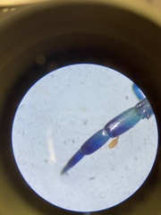 Tetranychus lintearius