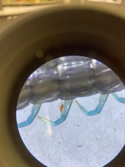 Tetranychus lintearius