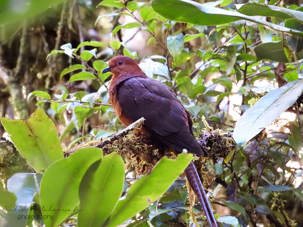 Black-Billed Cuckoo-Dove