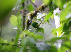 Erythrura trichroa sigillifer