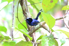 Emperor Fairywren photo 4