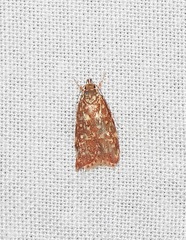 Syringoseca rhodoxantha