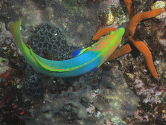 Ophidiaster confertus