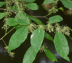 Phyllanthus cuscutiflorus