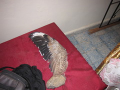 Chlamydotis undulata