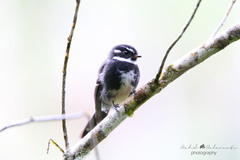 Rhipidura albolimbata albolimbata