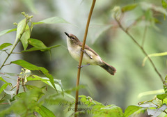 Pachycephala simplex griseiceps