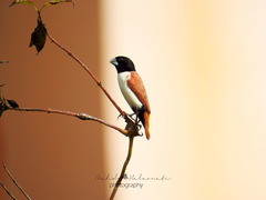 Hooded Munia photo 5