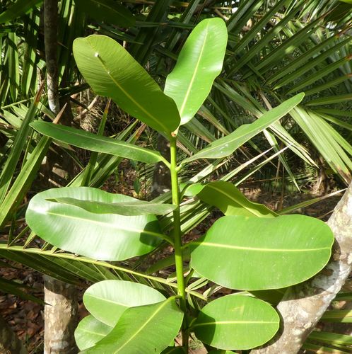 Calophyllum inophyllum iNat (2)