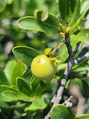 Diospyros lycioides lycioides