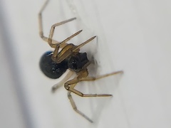 Agyneta