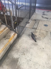 Columba livia domestica