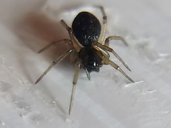 Agyneta