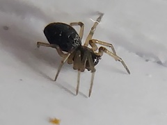 Agyneta