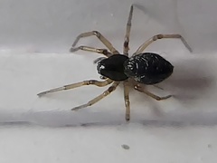 Agyneta