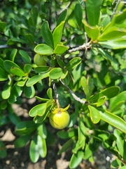 Diospyros lycioides lycioides