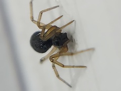 Agyneta