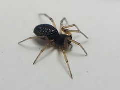Agyneta