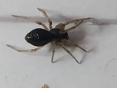 Agyneta