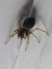 Agyneta