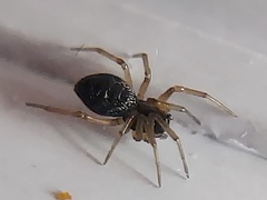 Agyneta