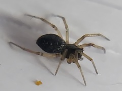 Agyneta