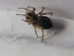 Agyneta