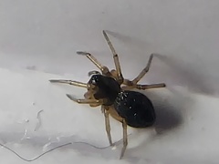 Agyneta